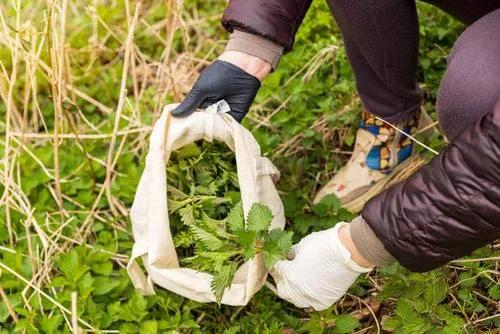 实用的除蚜虫方法大全图解,蚜虫怎么彻底消灭干净小妙招