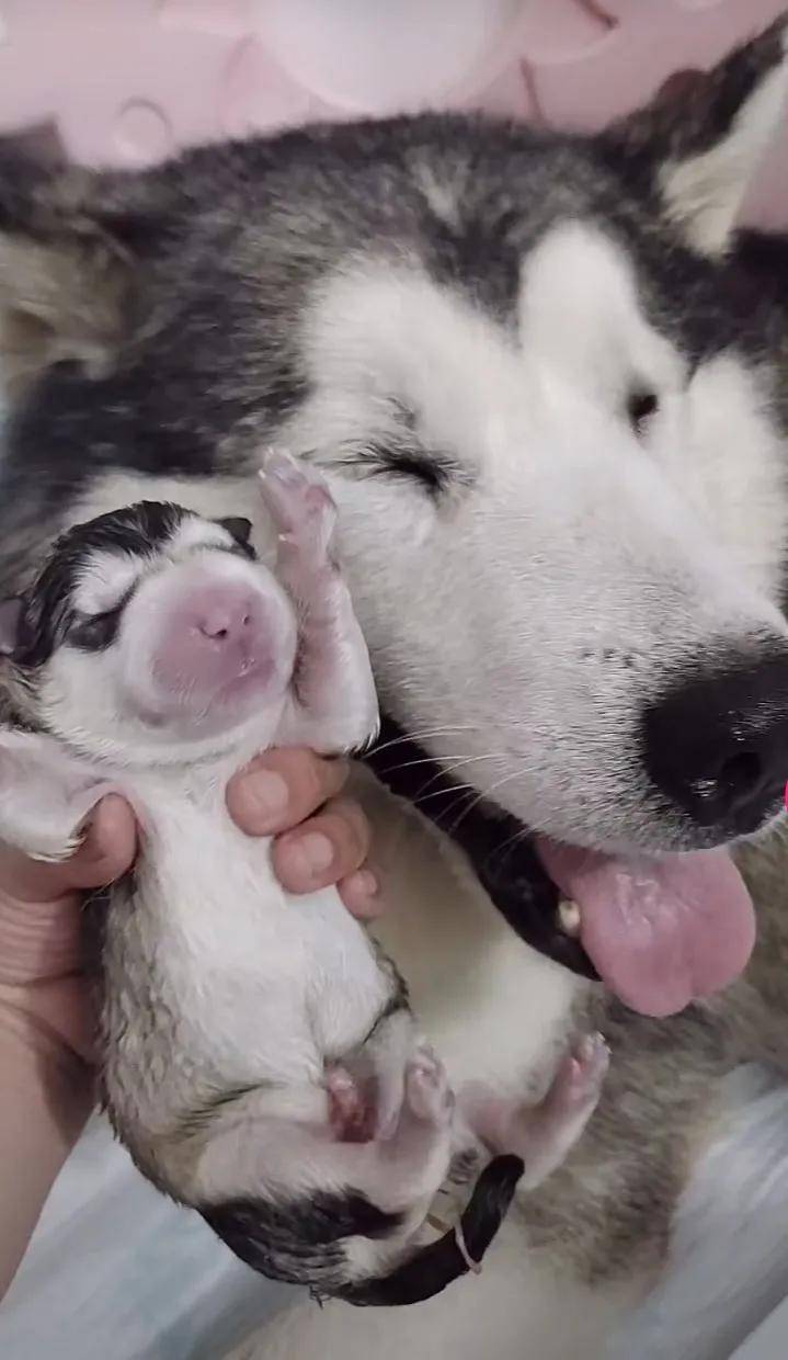 铲屎官晒喵星人,铲屎官爆料宠物