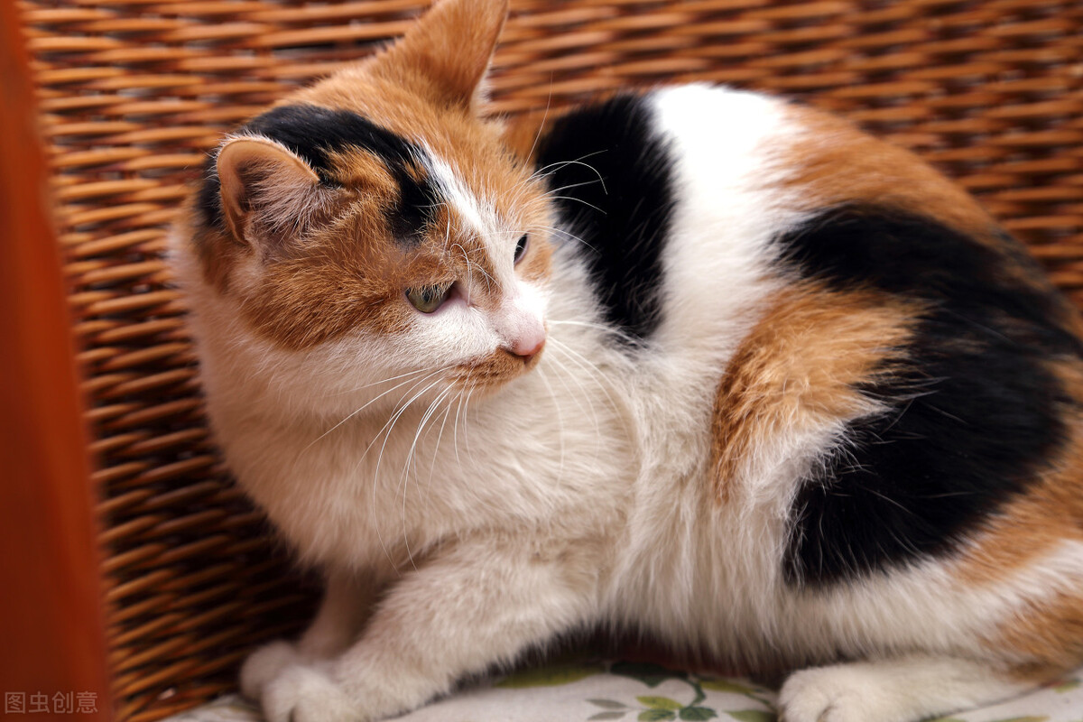 中华田园猫黑猫和孟买猫怎么区分,中华田园猫12个品种图哪个最好养