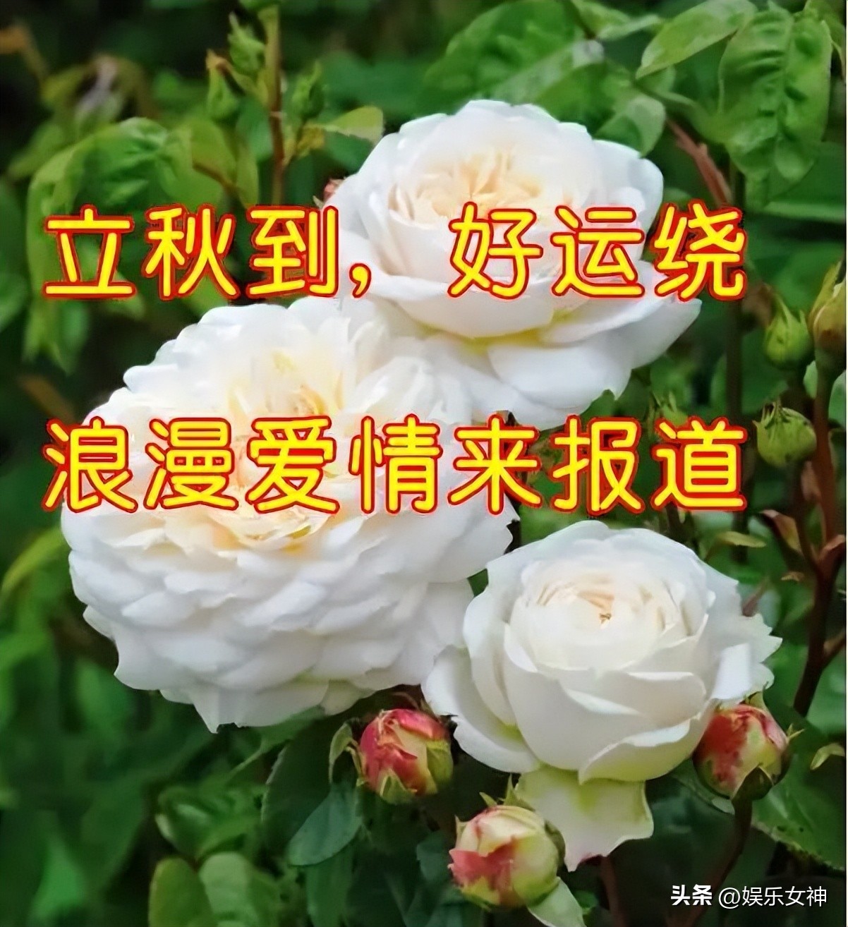 立秋高雅问候表情包,最新处暑早上好表情包