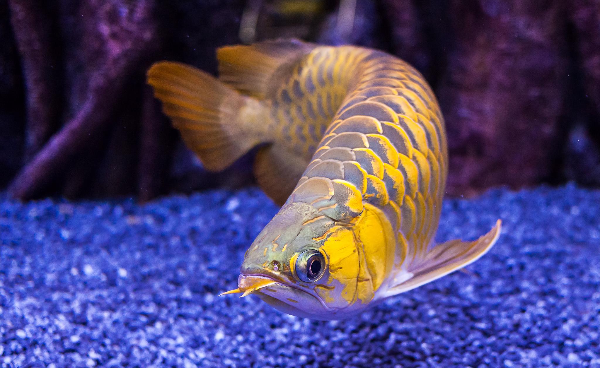 混养的龙鱼突然打架怎么办,龙鱼打架有什么办法解决