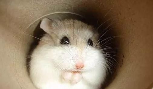 软熊橘橘的仓鼠视频,什么熊仓鼠温顺亲人可以养的