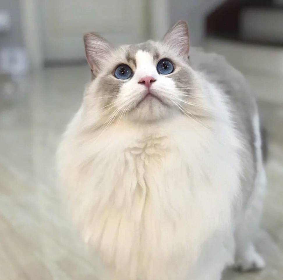 买布偶猫后续,买布偶猫注意哪些事项