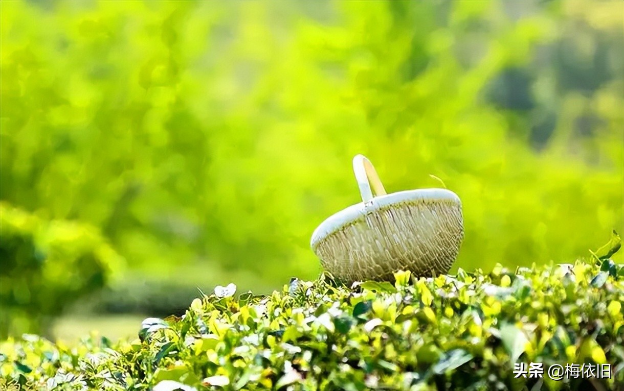 春季最适合喝的十款花茶,春天养肝护肝喝什么花茶好