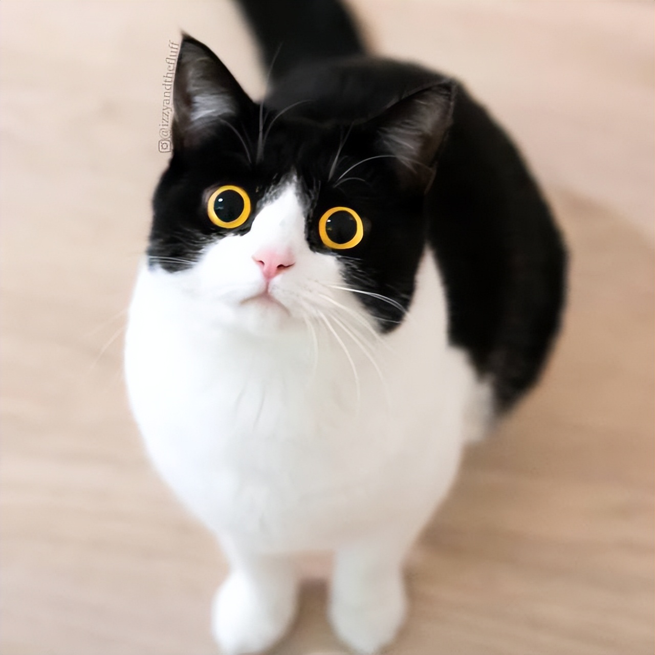 养得好的猫咪有什么特征,猫咪有几个优点