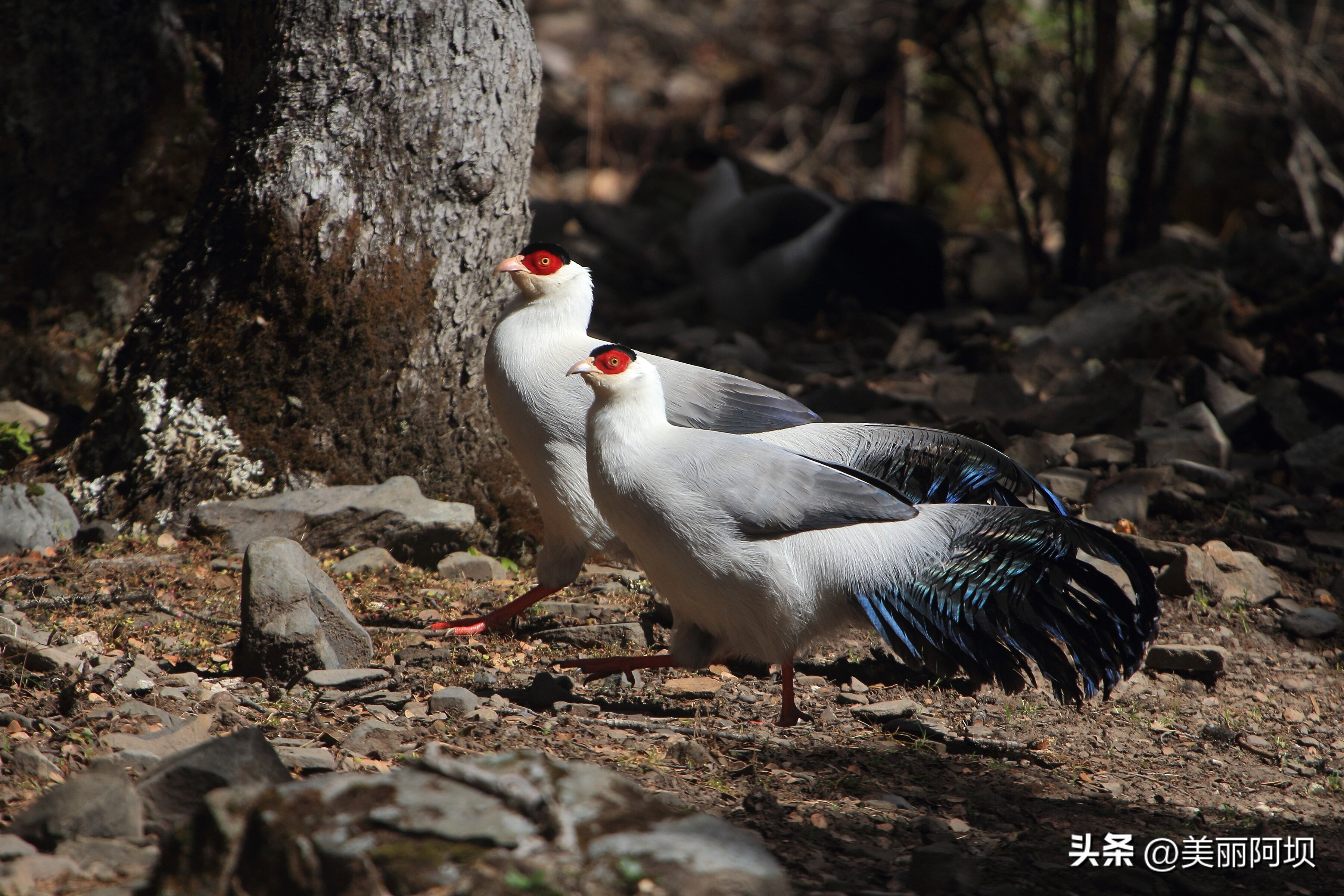 景区推荐附近动物,适合乡村景区动物推荐