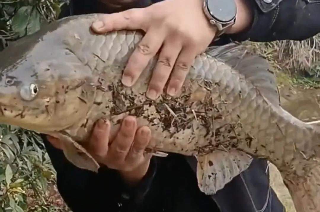 南水水库钓20斤大鲤鱼视频,钓鱼爱好者意外钓起罕见大鲤鱼