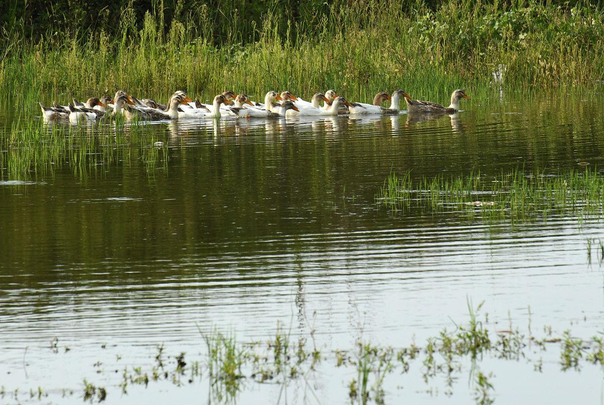 农村十大野生河鲜,农村河鲜有哪些