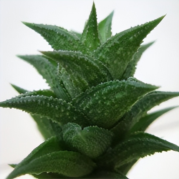 102个大类近500个多肉植物图片，都极其美丽，建议在家中也养一盆