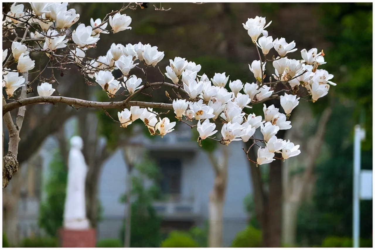 无叶开花的植物有哪些,有花无叶的植物