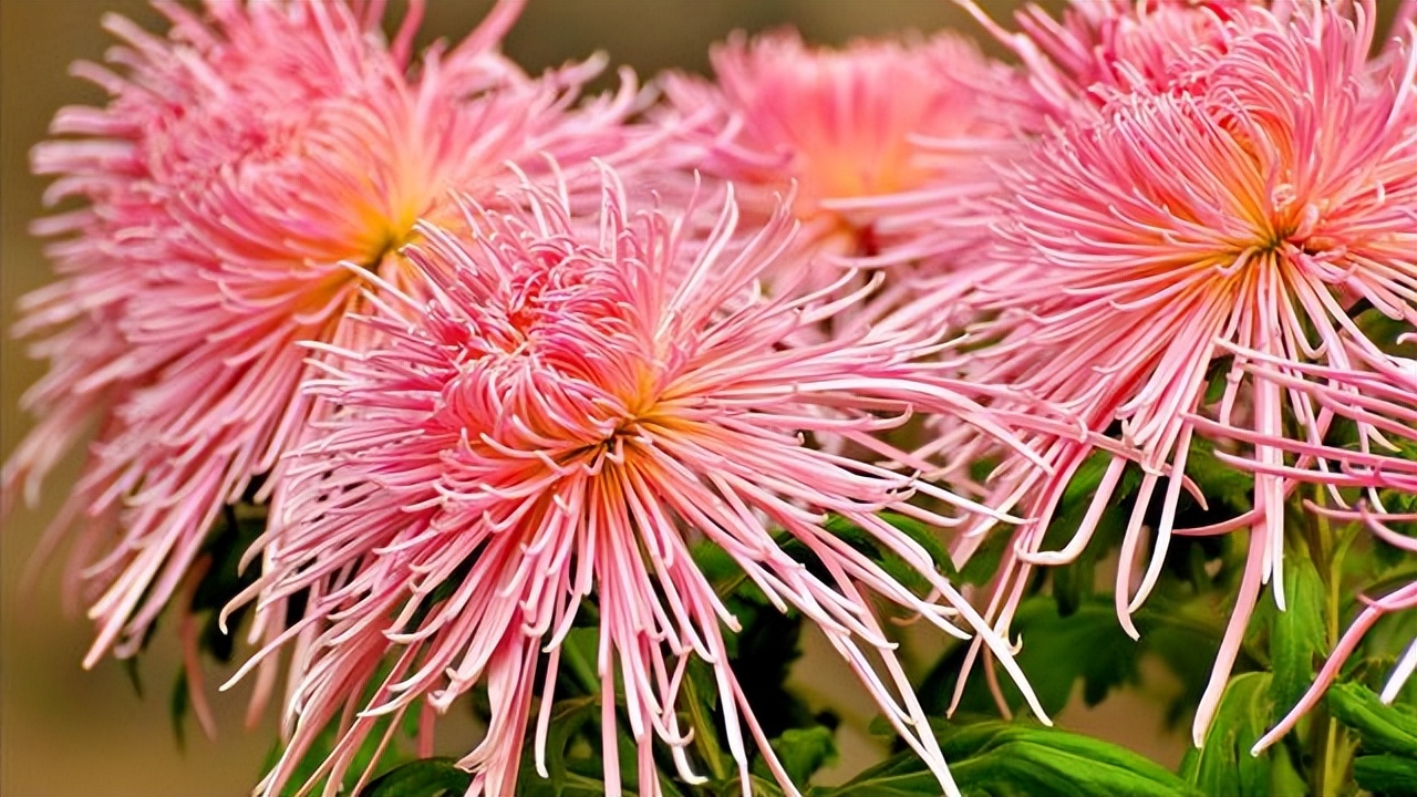 十二首咏菊诗,最有深意的咏菊诗句