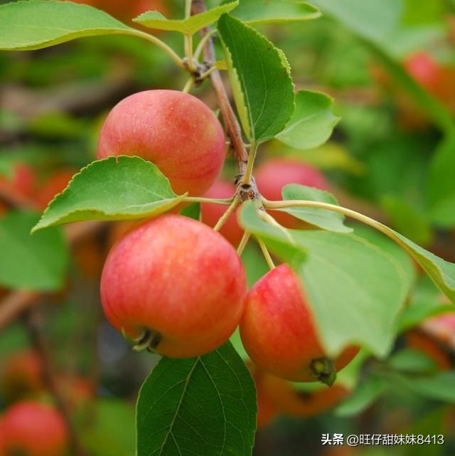 6种正在消失的水果,近年消失的水果