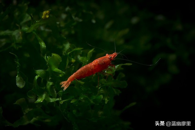 看到虾为什么怕虫子,蚯蚓可以避虾吗