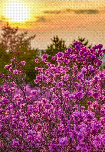 金达莱花盛开视频,延边金达莱盛开的地方
