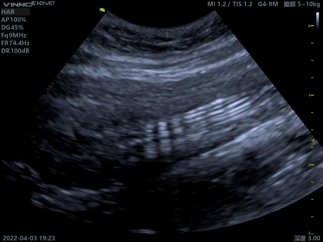铲屎官有哪些难题,猫咪尿路感染缓解猫咪的小妙招