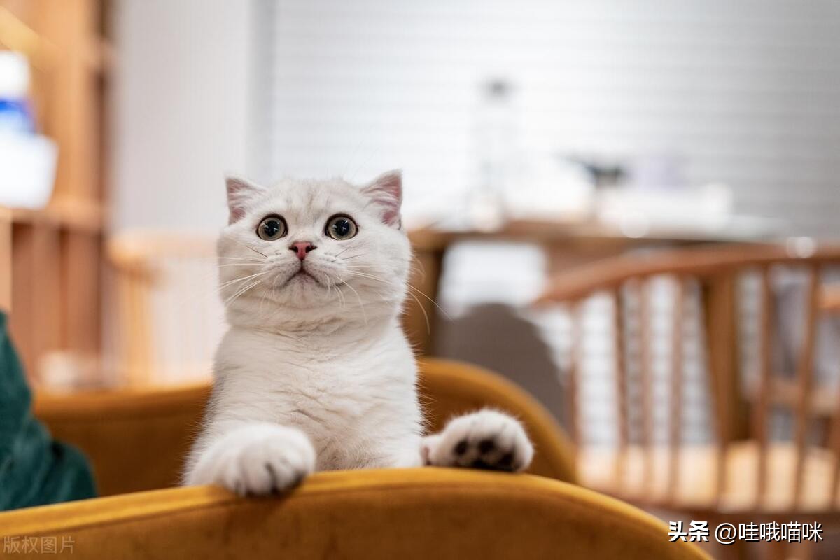 对猫咪过敏症状不严重可以养猫吗,对猫咪过敏有什么可以解决的嘛