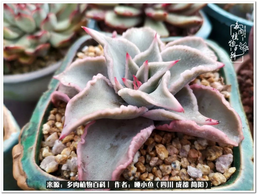 看世间繁华品一生,看世间繁华品人生美味