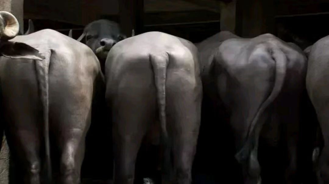 广西大叔一年赚100万,广西大叔一年赚多少