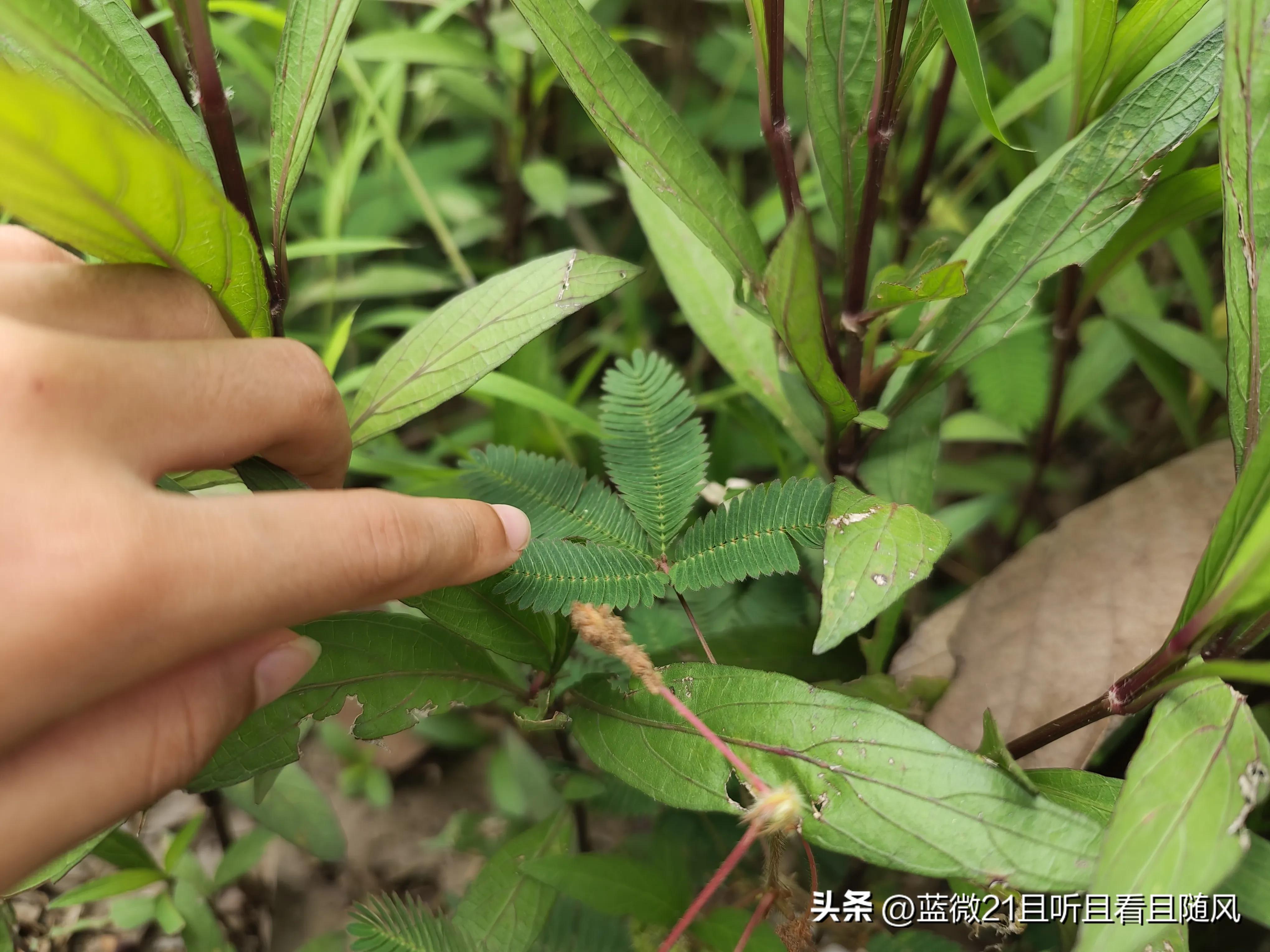女儿和含羞草故事