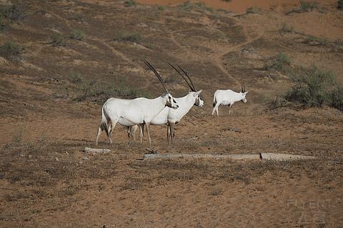 哈伊马角利兹卡尔顿,哈伊马角沙漠丽思卡尔顿酒店