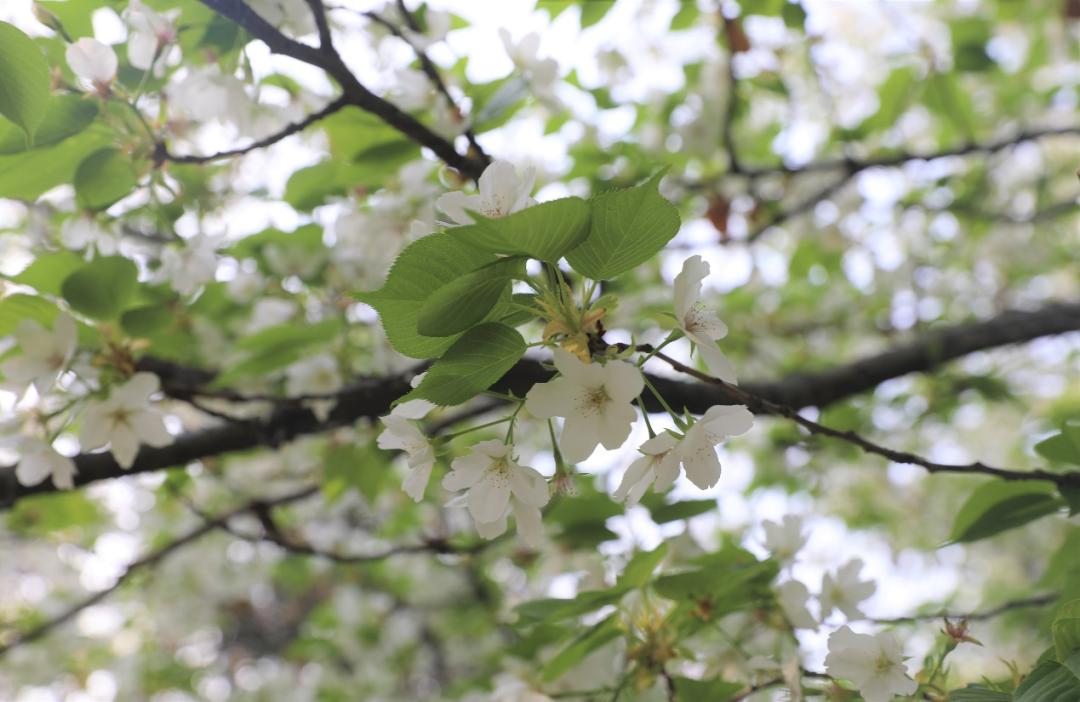 鐩哥害鍐滃ぇ,鐩歌仛浜戠鐩哥害鍐滃ぇ
