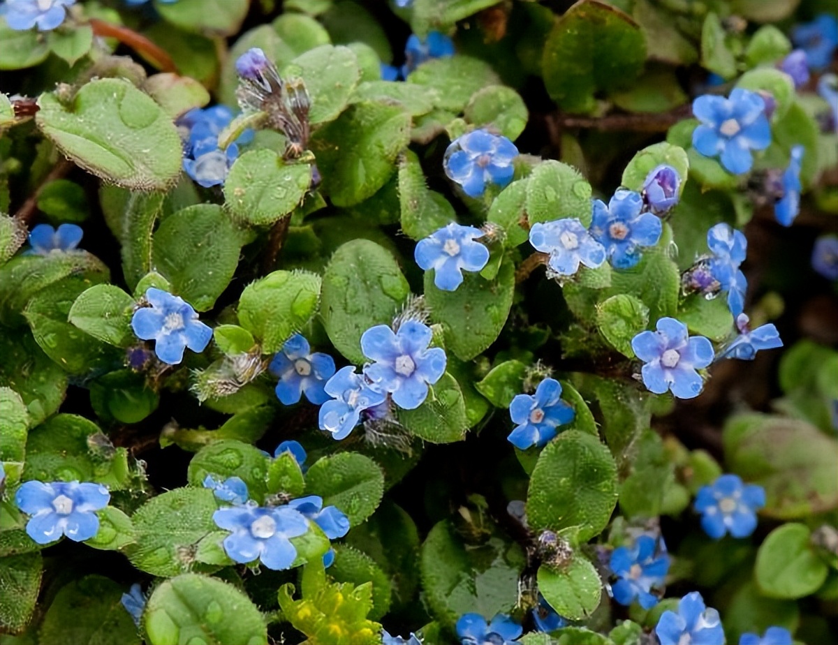 微孔草的种植技术,长圆叶微孔草介绍