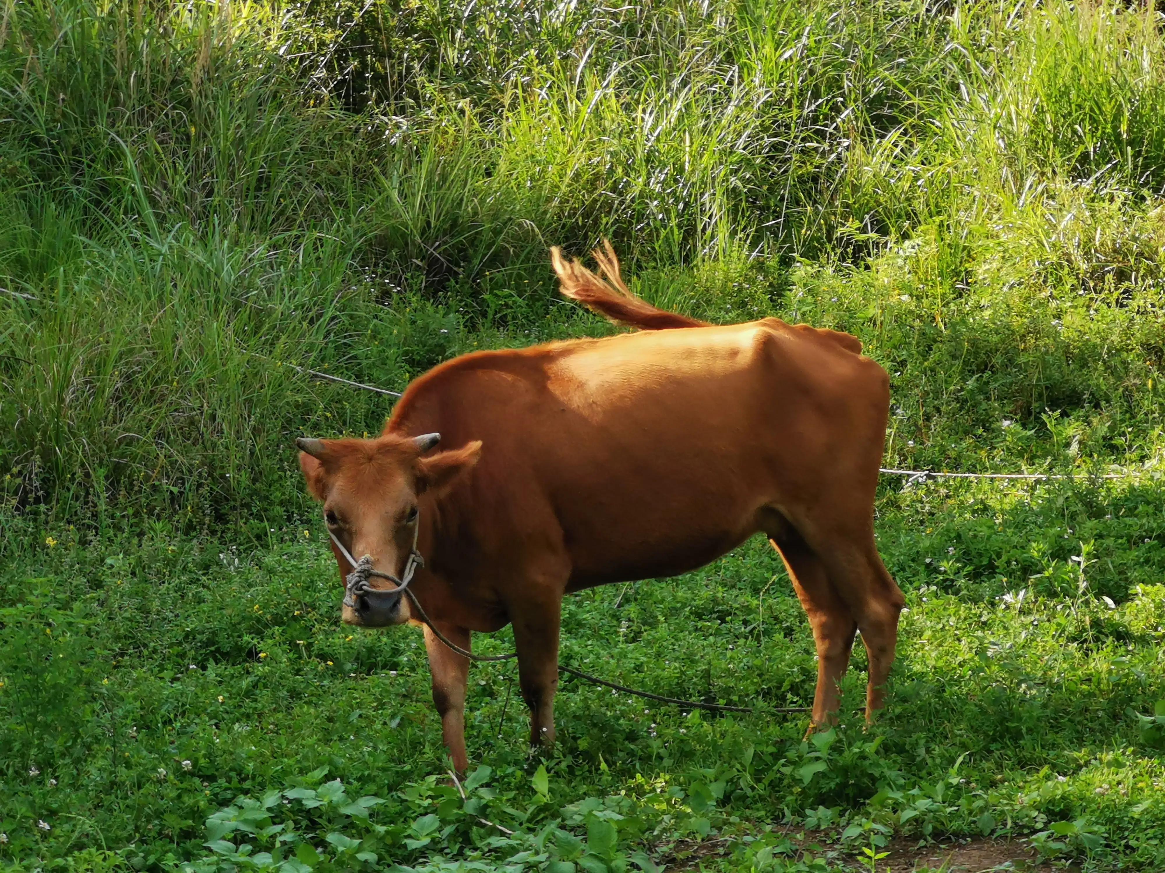 桐梓楚米避暑海拔高的地方,贵州桐梓楚米避暑哪家好