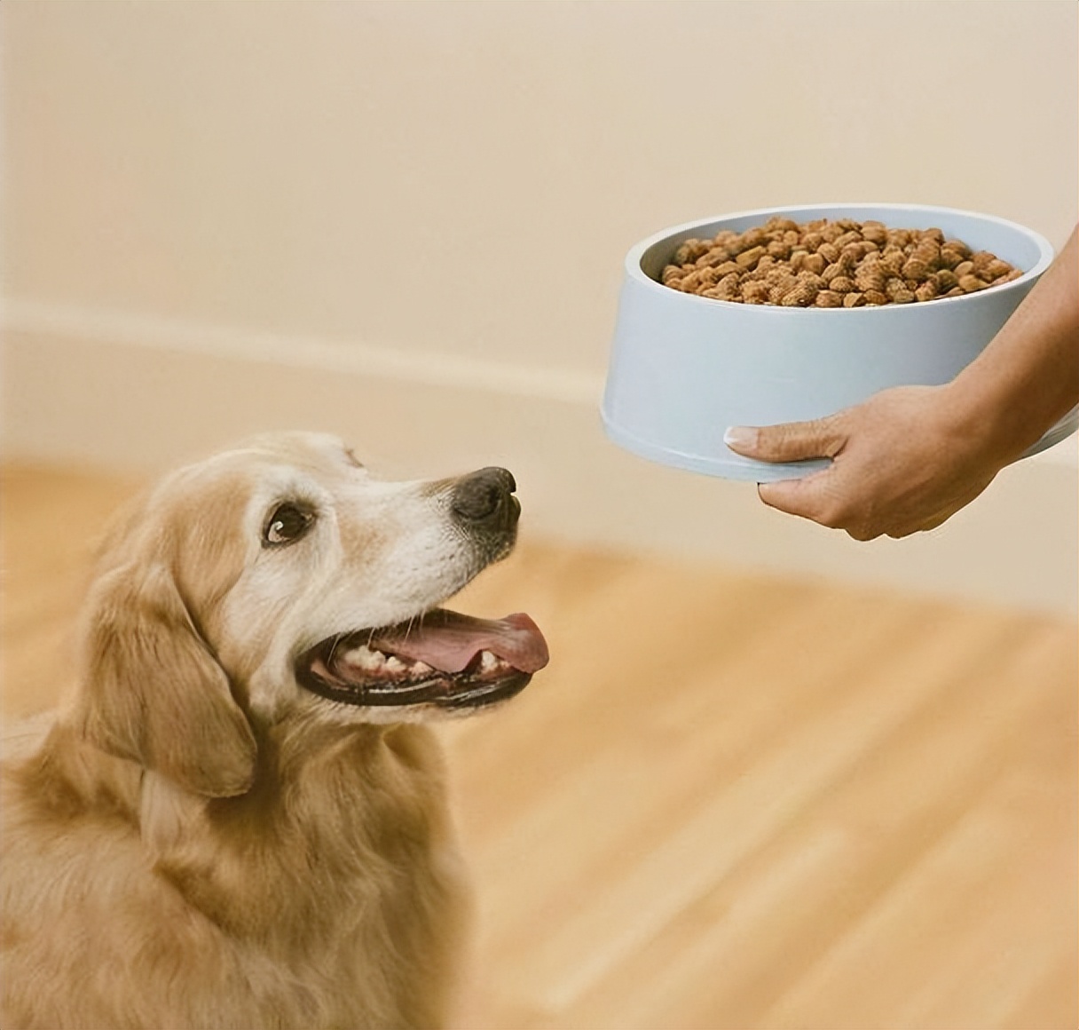 自家食用狗粮,推荐几款不掉毛的狗粮