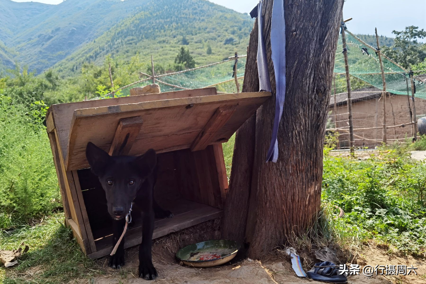 养鸡小两口,养1000只跑山鸡一年赚多少
