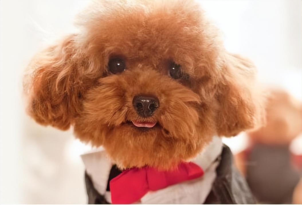 贵宾犬值得养不,贵宾犬到底好养吗