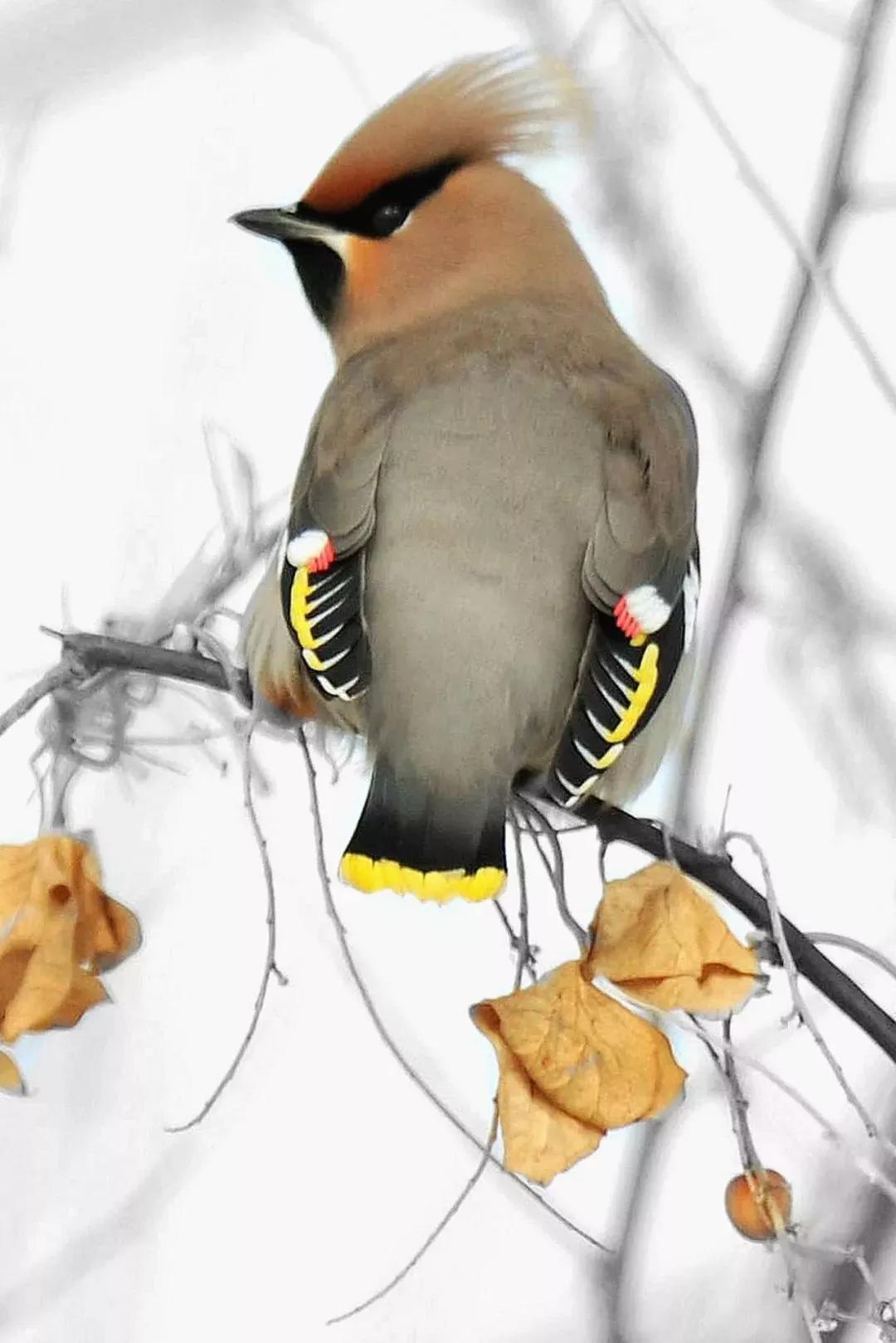 太平鸟图片素材,太平鸟造型图片