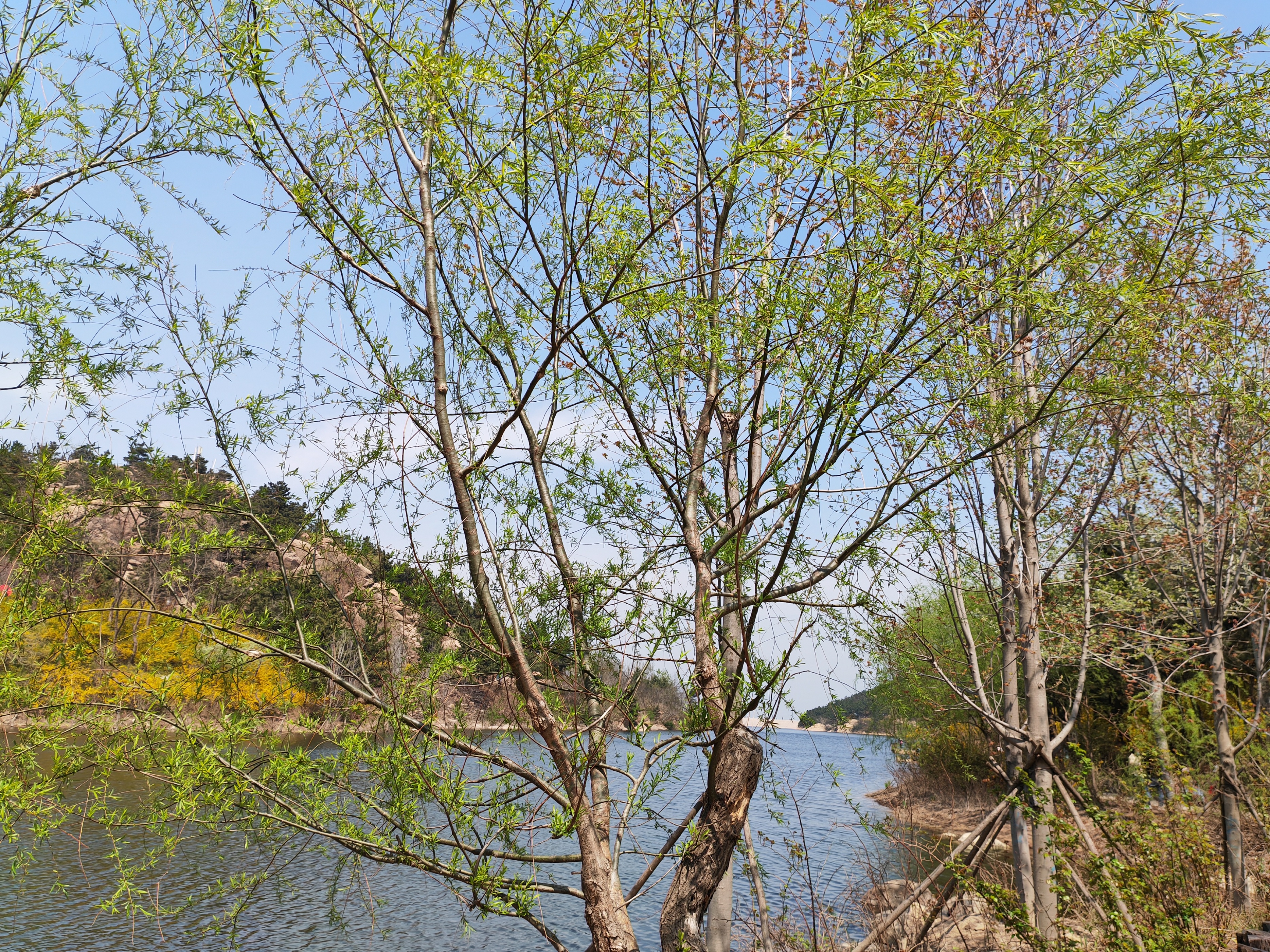 古今有名的十五首咏柳诗词,描写春柳的古诗有哪些