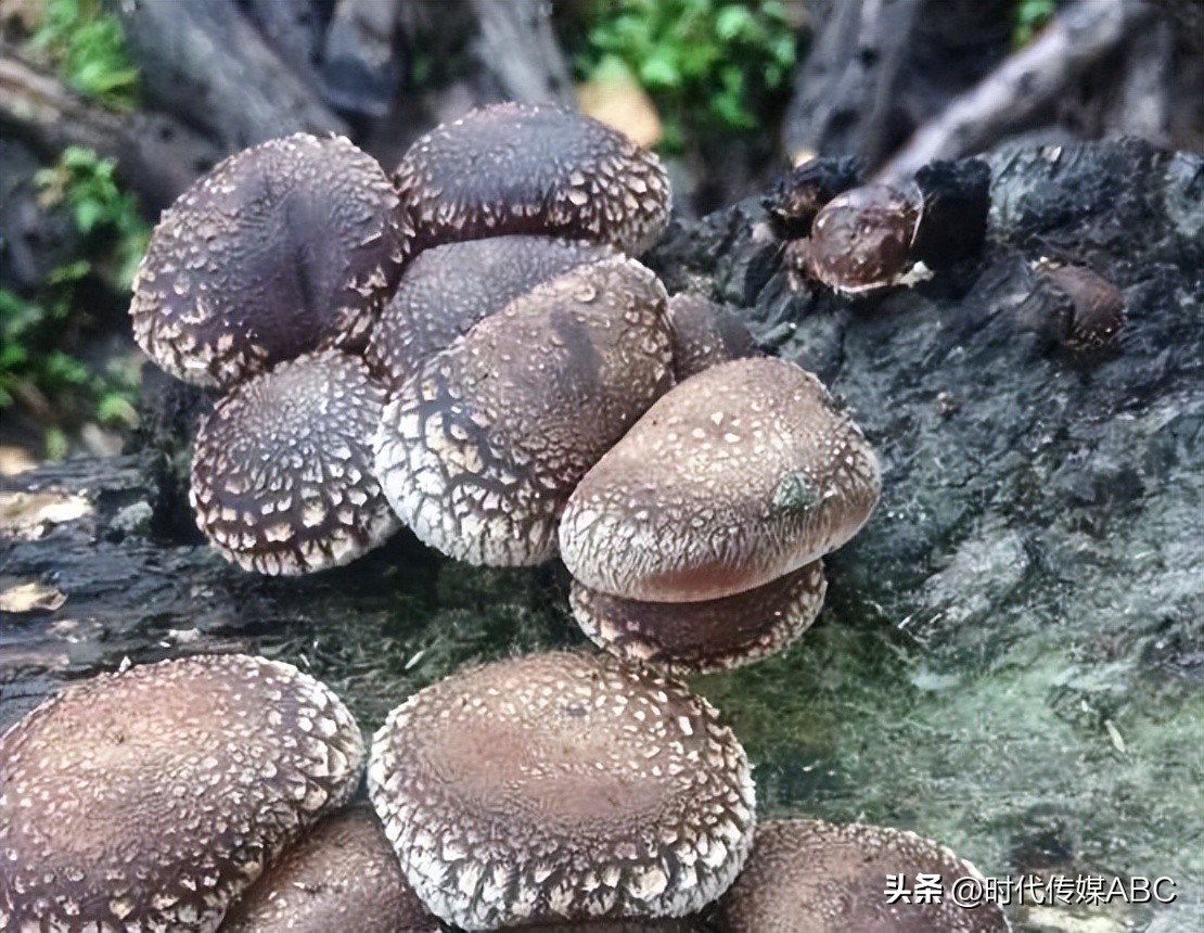 武都土特产有哪些,平武大山深处