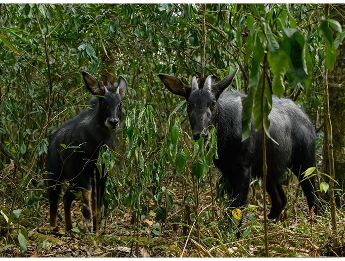 榛勫矖灞卞彂鐜板洓涓嶅儚,鑰佸啘灞变笂鍙戠幇鐨勫洓涓嶅儚