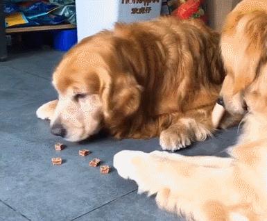 金毛犬最近吐怎么回事,金毛犬拉肚子呕吐怎么了