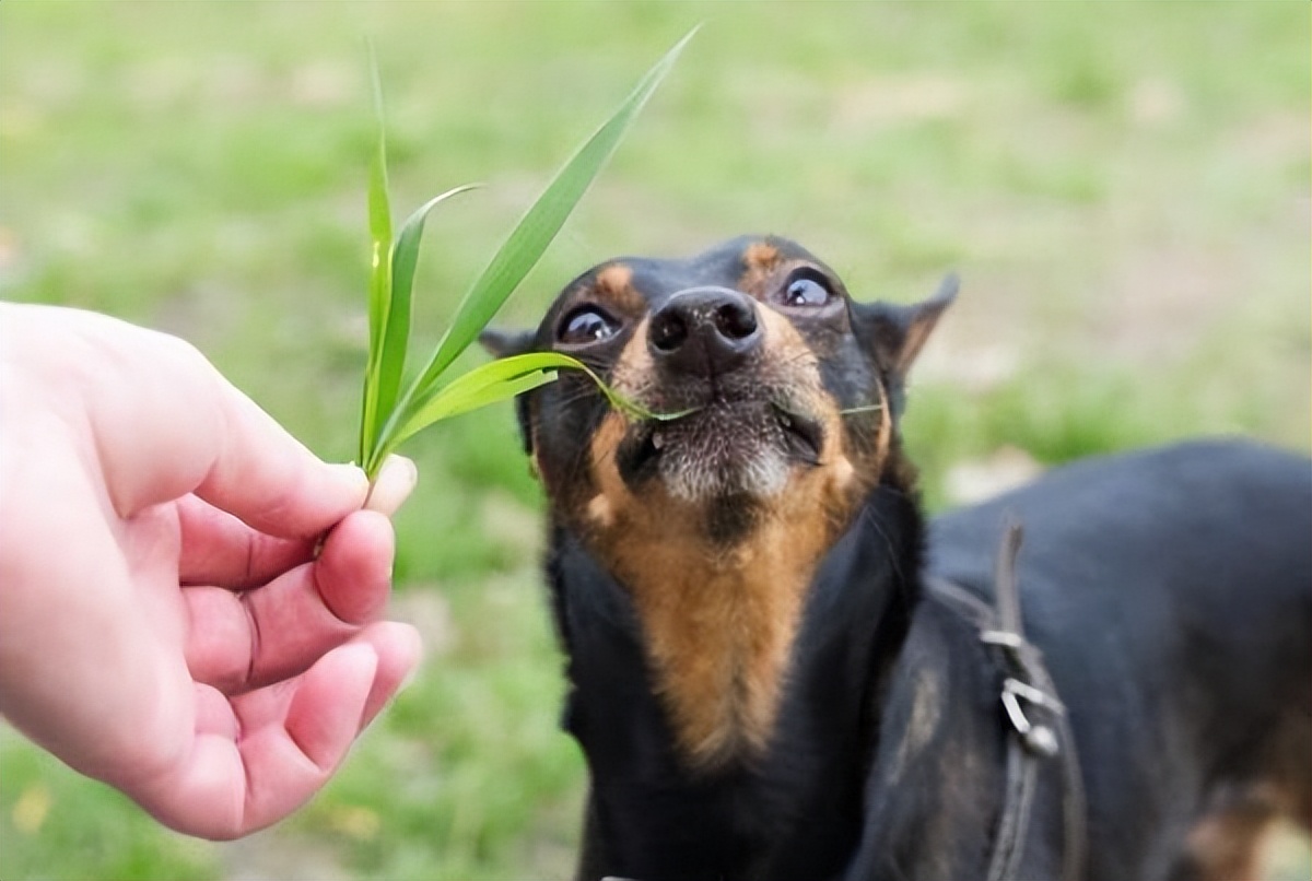 狗狗吃草是什么原因？原来是这几点在作怪，错怪狗子了