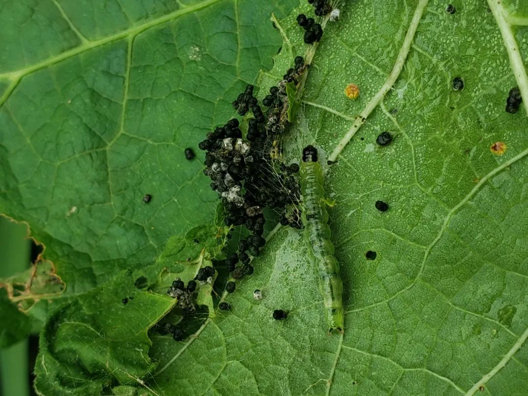 种的花被虫子啃了怎么办,海棠花有虫咬怎么办
