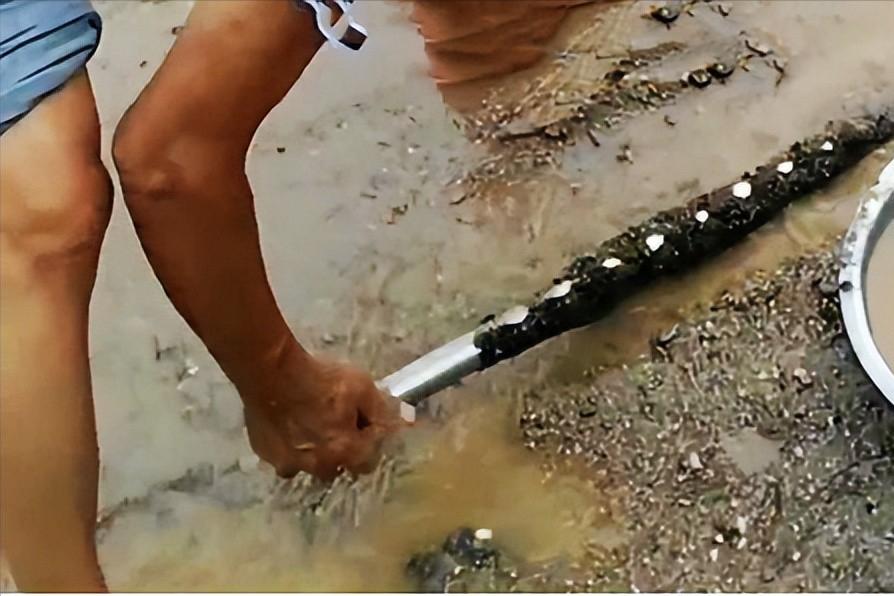 撸铁棒重现民间!给老百姓带来暴利,明令禁止背后隐藏危机