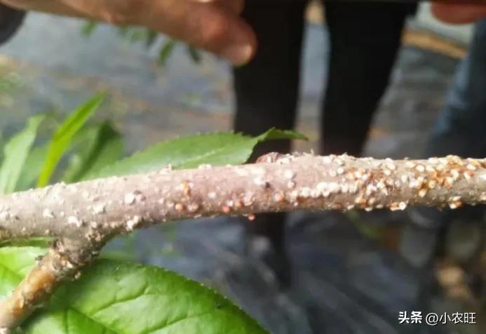 桃树蚧壳虫的防与治,冬季桃树蚧壳虫怎样彻底消灭