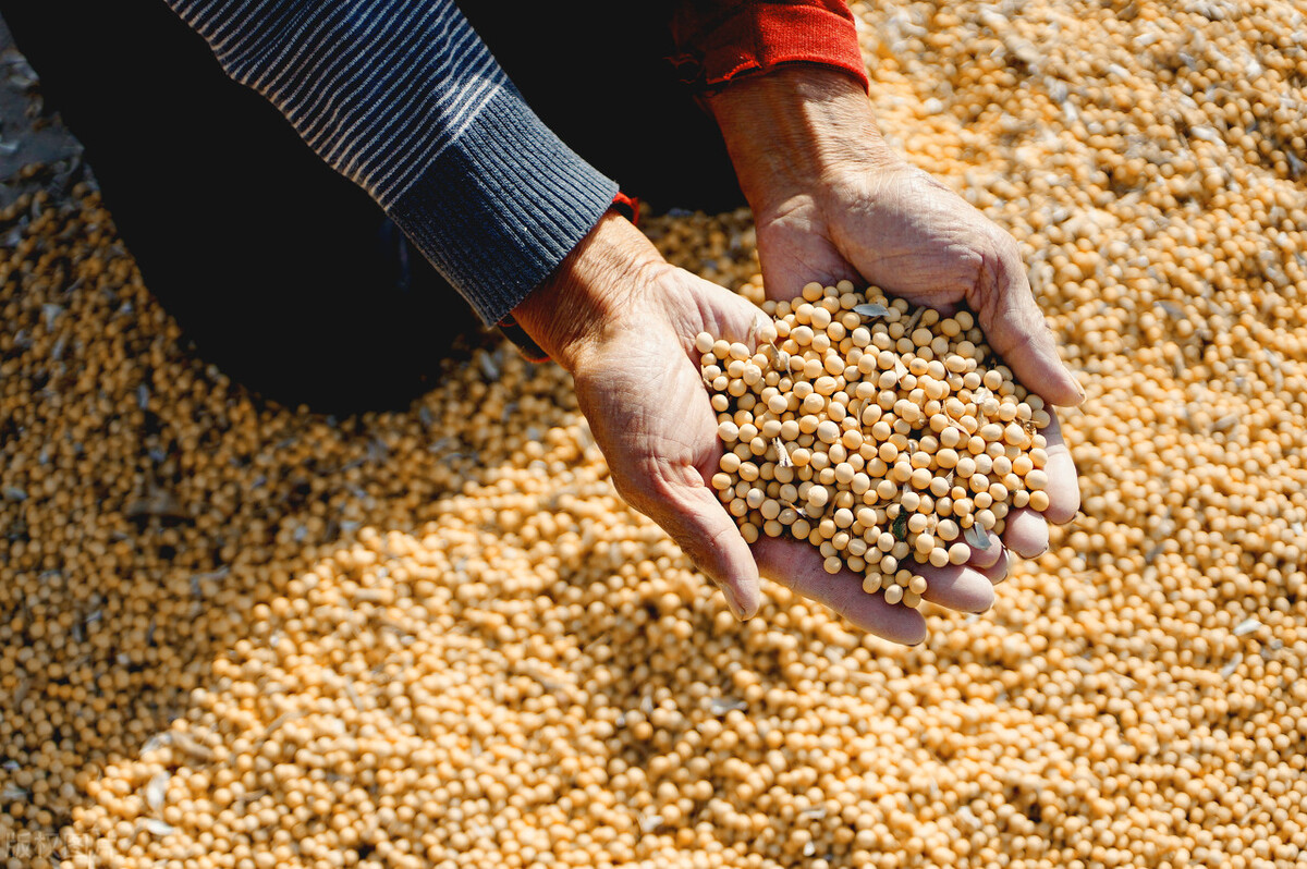 大豆还会涨价吗今日大豆价格,大豆行情今日大豆最新价格