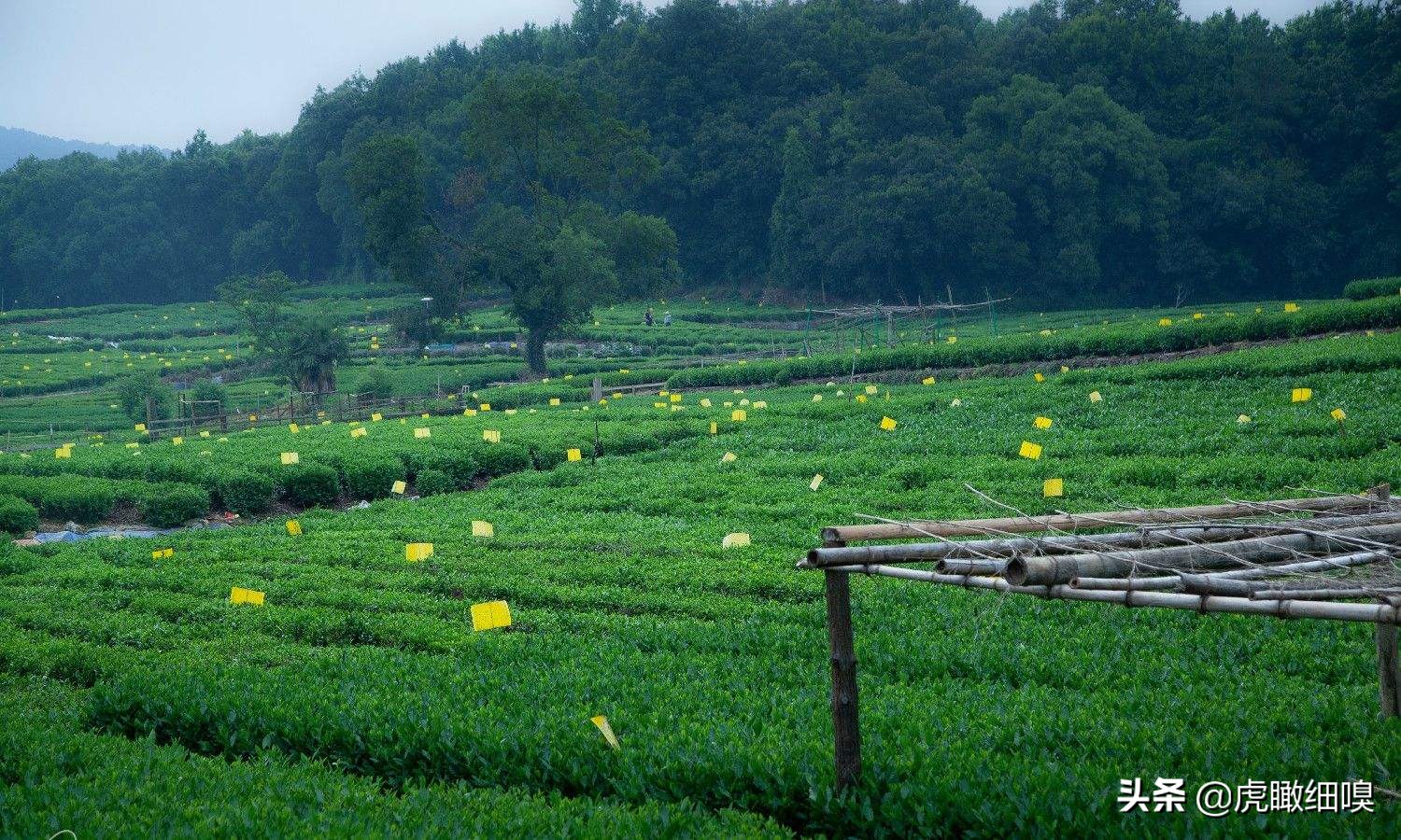 杭州十处产茶、喝茶、休闲好去处，你去过几处？