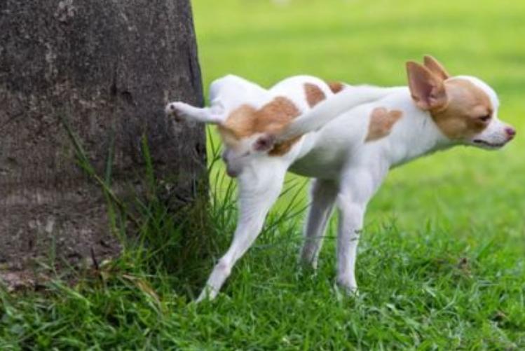 狗狗尿路感染还吐是怎么回事,小狗狗尿路感染吃多少消炎药