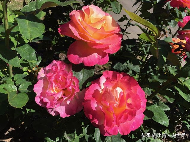 波特兰好去处,波特兰市区