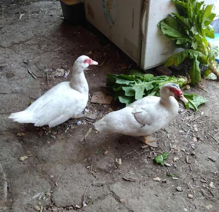 表哥的鸳鸯鸭真有意思