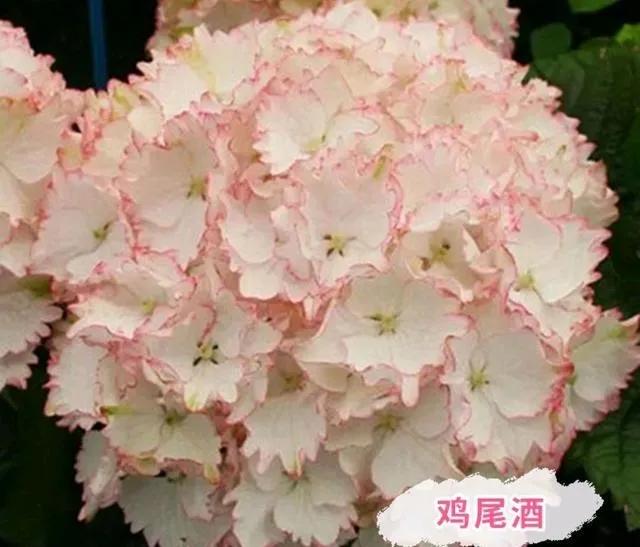 开眼界了!五大突出特征让这种“球花”魔力无限,人见人爱