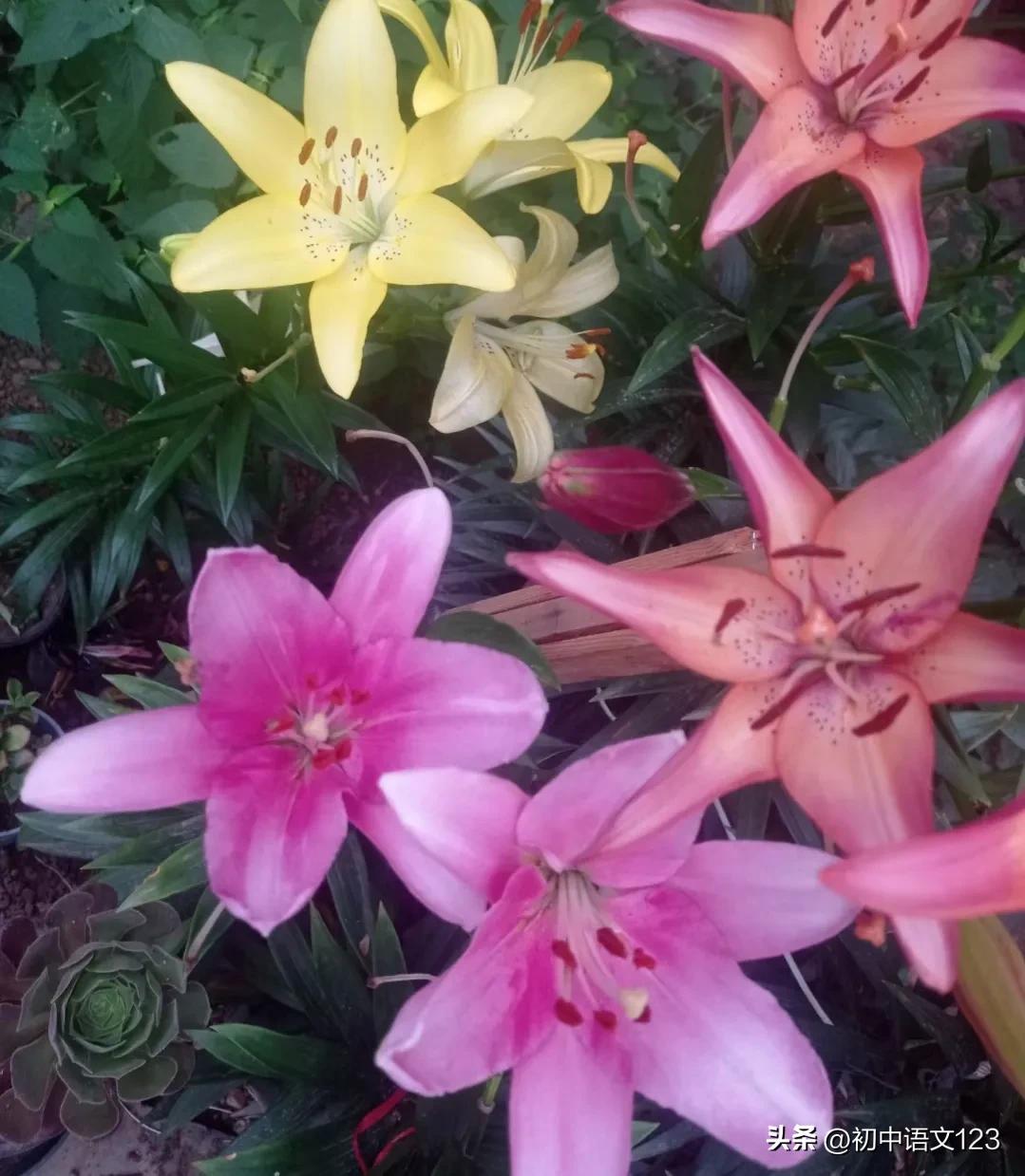 怎么拟新闻标题,中考语文拟写新闻标题答题技巧