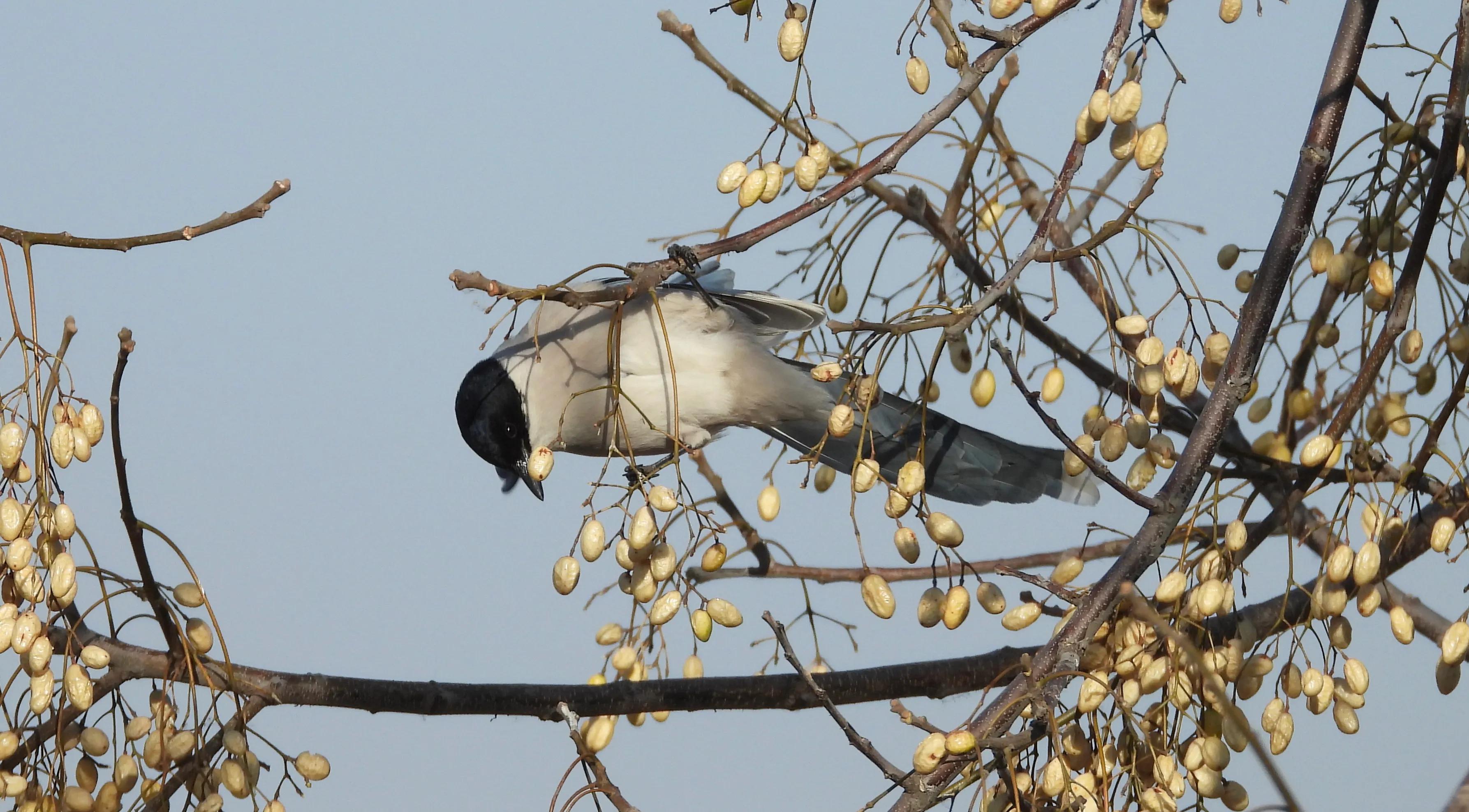 灰喜鹊冬天食物,灰喜鹊喂什么