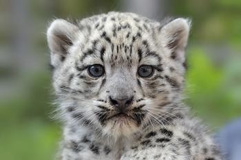 08年新疆牧民捡两只猫崽,中国男子捡到一只奶猫