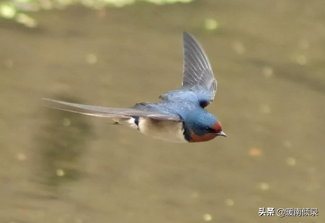三种鸟进屋好指的是哪三种,三鸟进家门家中出贵人是哪三鸟