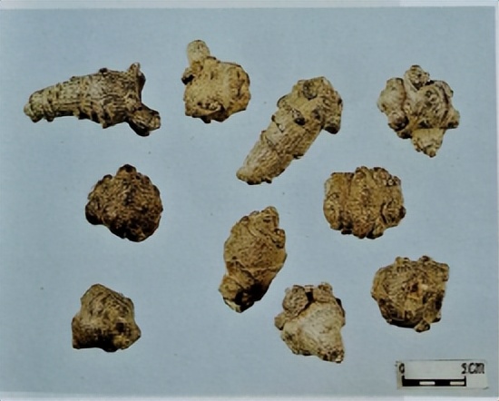 三七和金不换是一样的吗,金不换和三七是同一种中药吗